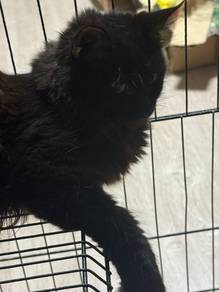 Mix Mainecoon (Adult)