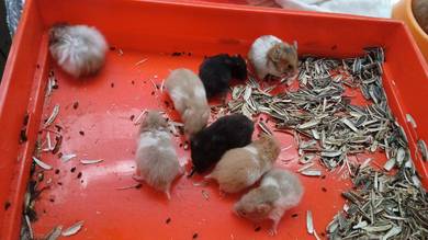 big bone Syrian hamster 