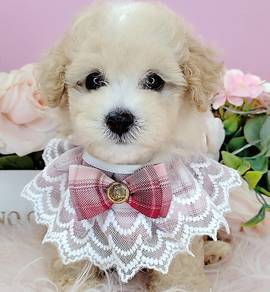 Maltipoo
