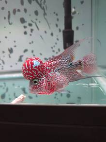 Flowerhorn