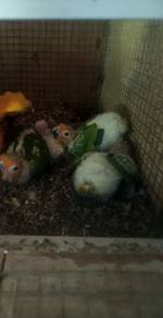 Burung sunconure