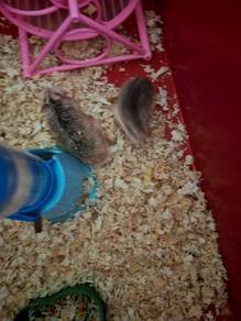 roborovski hamster sepasang