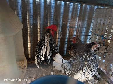 ayam batik silver