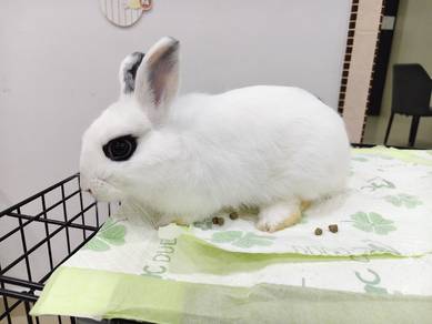 nd rabbit male
