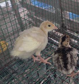 anak ayam belanda