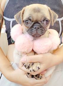 Pug