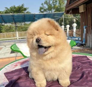 FLUFFY CHOW CHOW PUPPIES C309 🌻 Cream Male