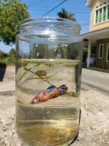 Ikan laga multicolour betina