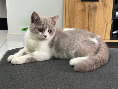 Bsh bicolor lilac (Male)