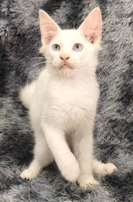 Mainecoon kitten female 