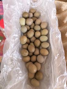 Mini puyuh telur mengeram