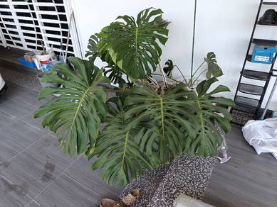 Landscape Plant (Monstera) For Sale