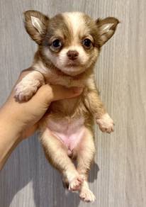 CHIHUAHUA PUPPIES 259 🌷Head Apple Cute Dog