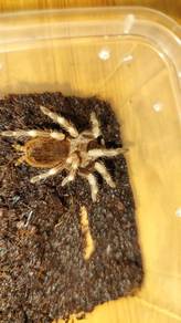 white knee tarantula