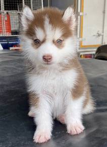 HUSKY WOOLY PUPPIES Beautifully M70 Male-Female