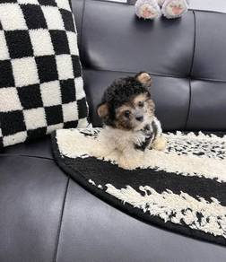 POODLE PUPPIES s156🧸 Female - Tricolor Poodle