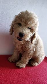 maltipoo now available 