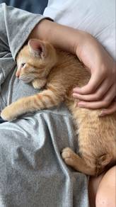cat / kitten