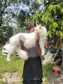 Mainecoon purebred 