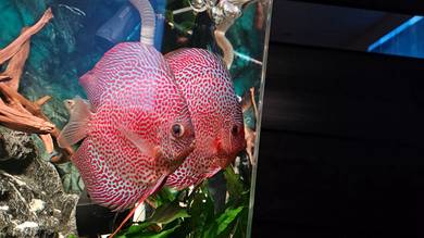 Quality AAA Discus Fish Ikan Sepasang Pair