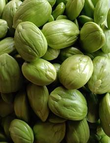 Bibit Petai HYBRID ✅ Anak pokok petai buah besar 