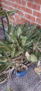 pokok keladi bercorak