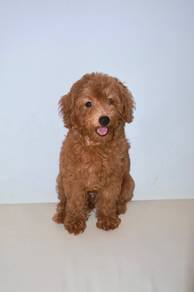 z15 Charming Poodle Dog