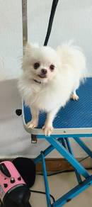 Pomeranian female 