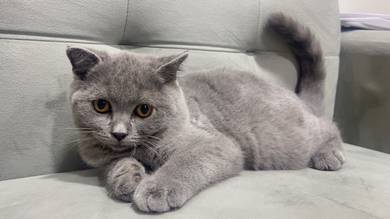 British shorthair