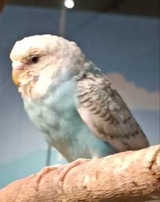 Budgie