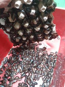 Dubia feed