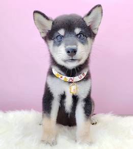 Shiba