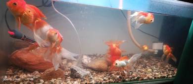 gold fish clear tank 