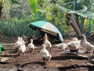 itik Muscovy, pekin duck