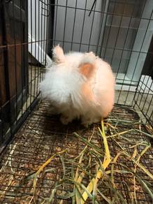 rabbit 2ekor