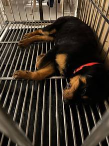 Rottweiler puppy (5 months)