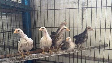 ayam katik