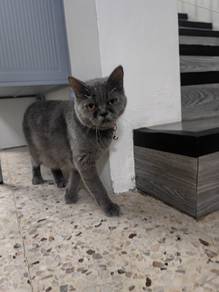 Kucing BSH ibu dan anak betina untuk dijual