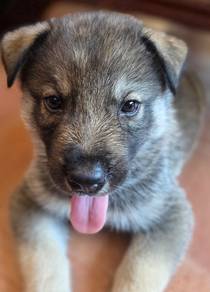 Husky