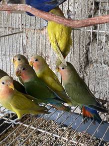 lovebirds