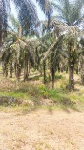 Agricultural Land in Beluran, SBH