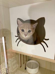 Oyen