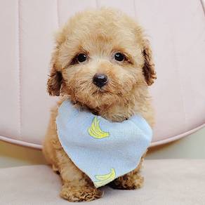 Poodle