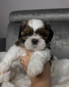 B6294 Barky Shih Tzu Gold White Teddy Puppy Puppy