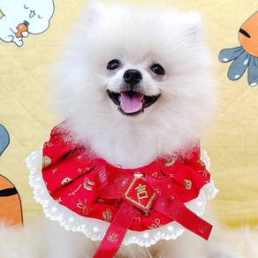 Pomeranian