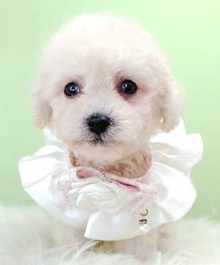 Poodle
