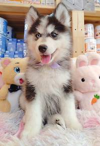 Husky