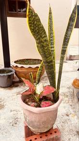 Chinese Evergreen/ Sanserviera