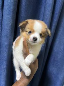 tea cup Chihuahua....
