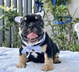 FRENCH BULLDOG PUPPIES🌻A171 Black Tan